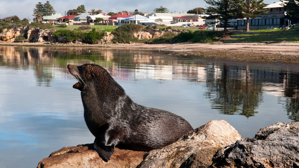 Second SA fur seal suspected of H5 bird flu after Australia’s first mammal case